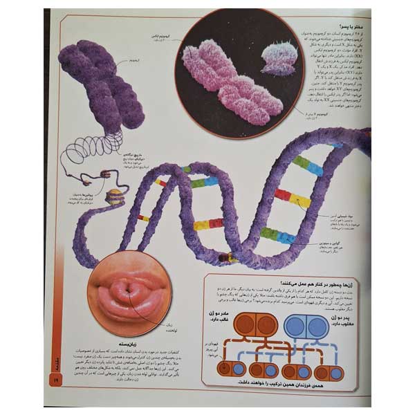 دایره المعارف مصور بدن شگفت انگیزما